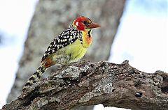 Red-and-yellow Barbet